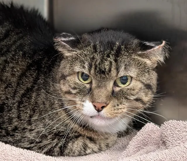 An adult large-sized female Domestic Short Hair cat named Rain for adoption in Lees Summit, MO