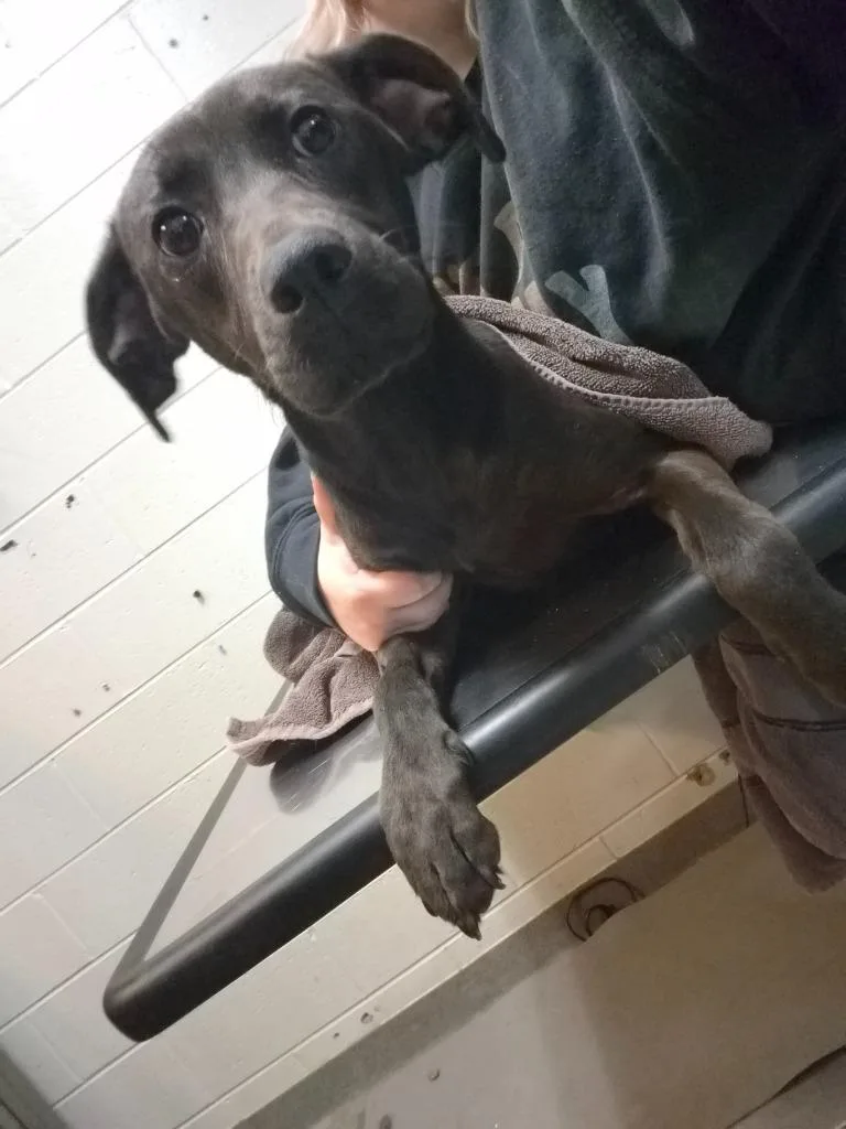 A young medium-sized female Mixed Breed dog named Unpaid Intern for adoption in Rome, GA