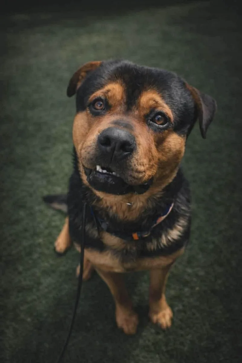 A young extra large-sized male Rottweiler dog named Junior for adoption in Thibodaux, LA