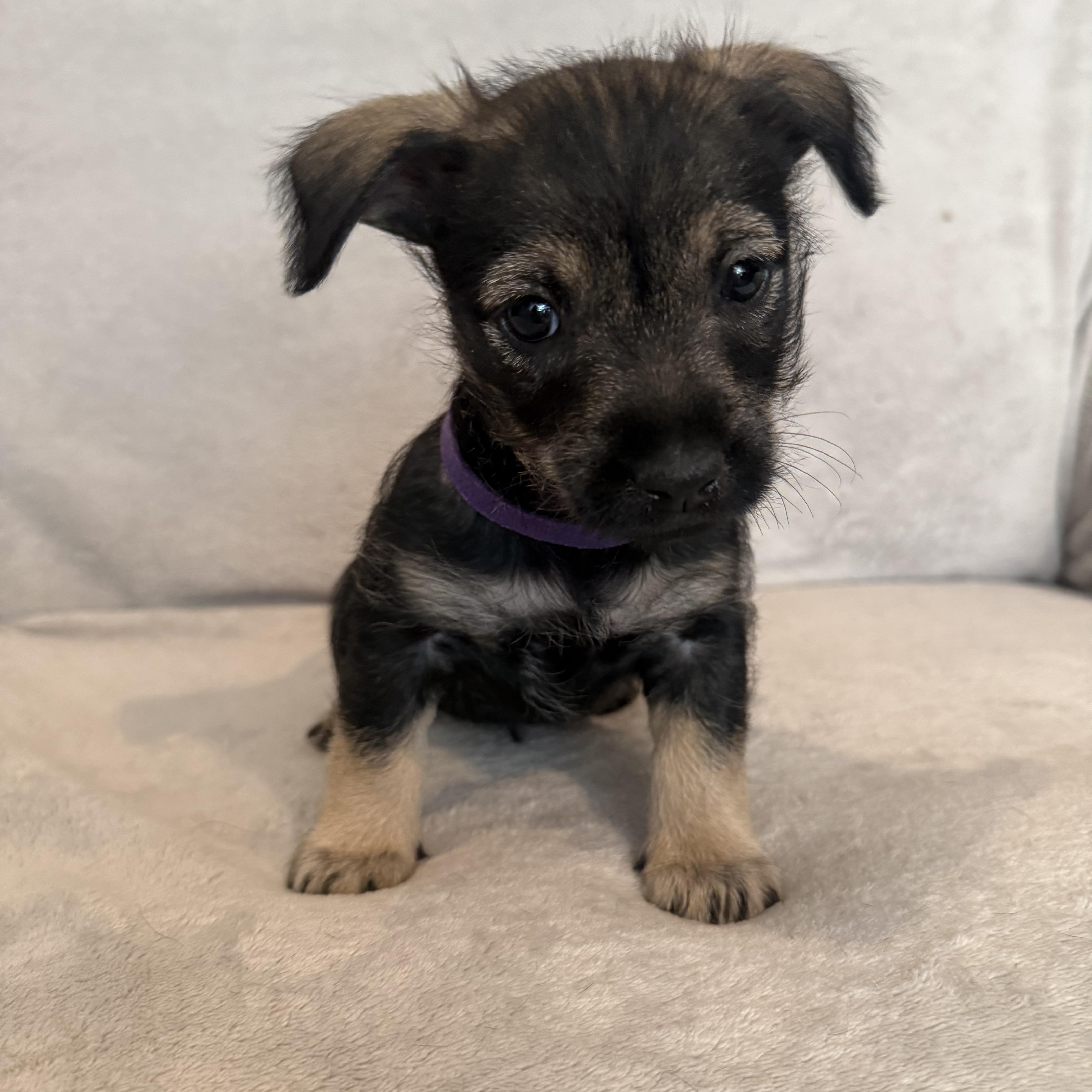A baby small-sized female Bicolor Border Terrier dog named Rubi for adoption in San Diego, CA