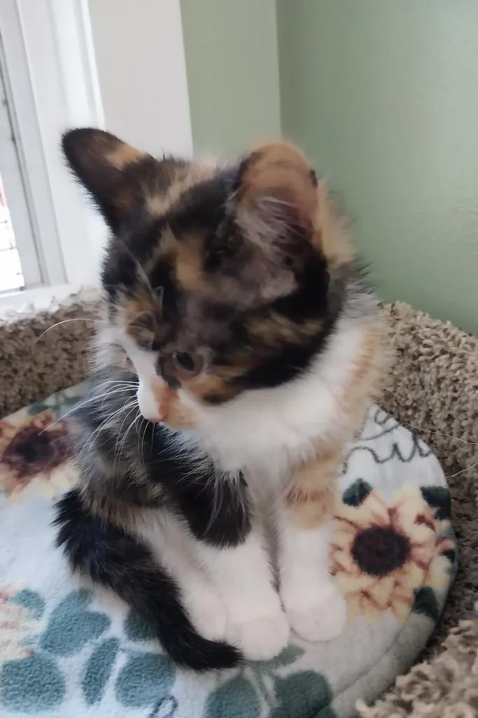 A young medium-sized female Domestic Short Hair cat named Maple for adoption in South Bend, IN