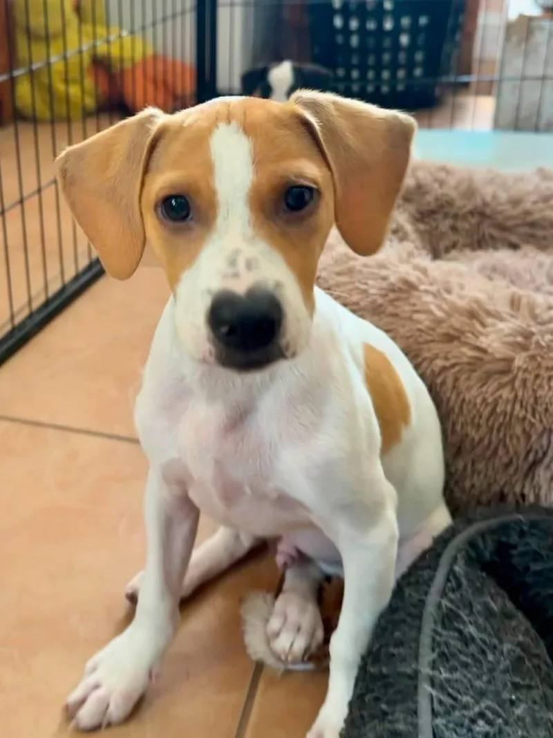 A baby small-sized male Jack Russell Terrier dog named Surf for adoption in Collingswood, NJ