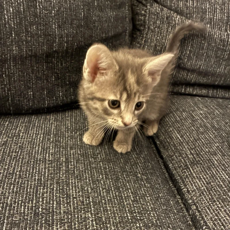 A baby medium-sized female Domestic Short Hair cat named Lucy for adoption in Crown Point, IN