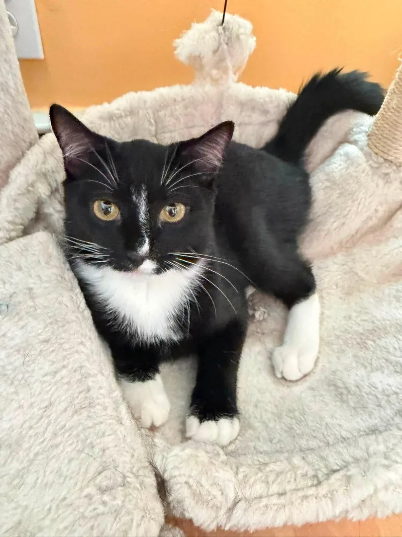 A young small-sized male Black & White / Tuxedo Domestic Short Hair cat named Captain Finn & La for adoption in Perth Amboy , NJ