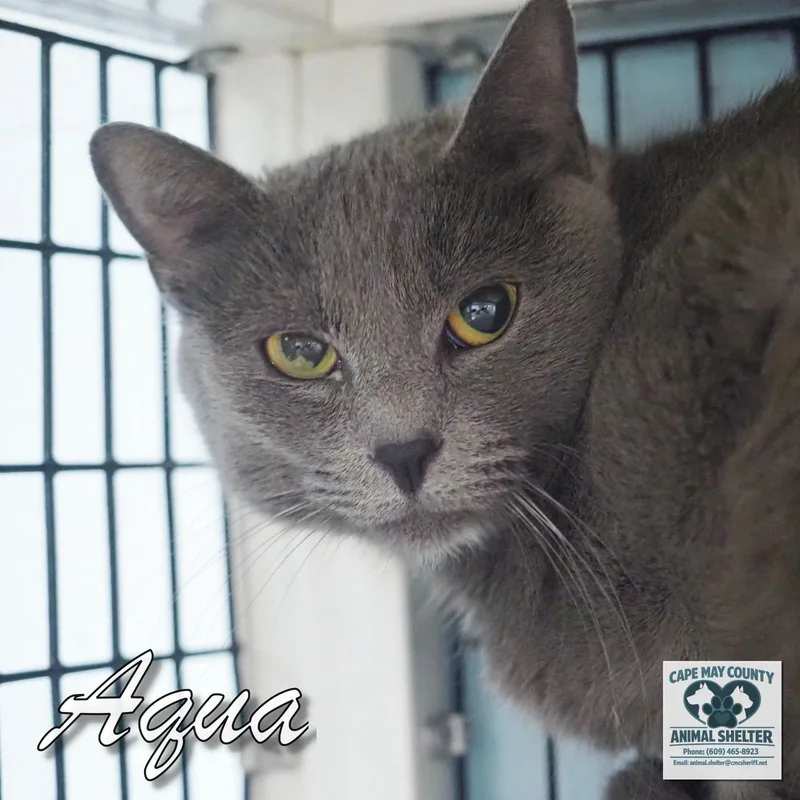 An adult medium-sized female Domestic Short Hair cat named Aqua for adoption in Cape May Court House, NJ