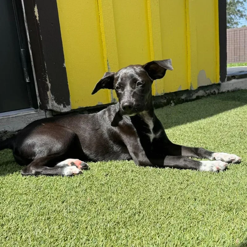 A baby medium-sized female Black Mixed Breed dog named Red Robin for adoption in LOXAHATCHEE, FL