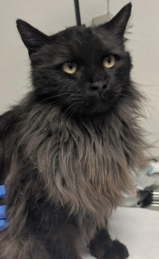 Julliard thumbnail 2