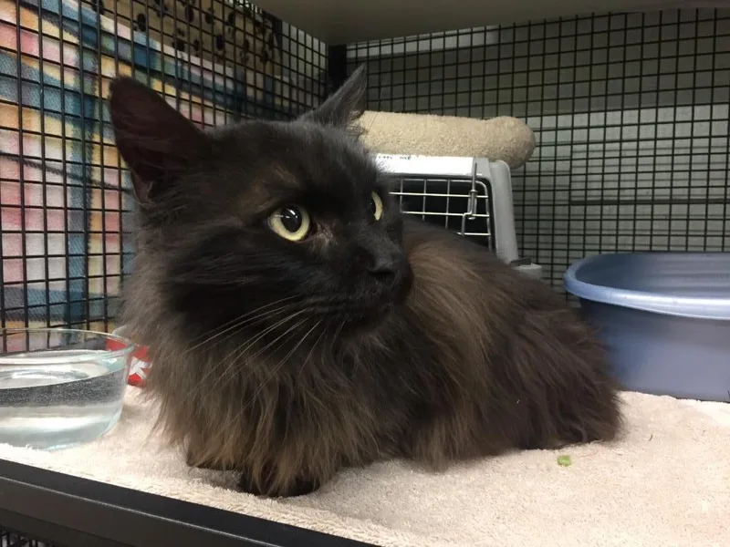 Julliard thumbnail 3