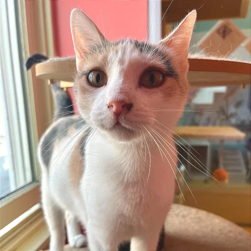 A young small-sized female Dilute Calico Domestic Short Hair cat named Bonnie for adoption in Hudson, NY