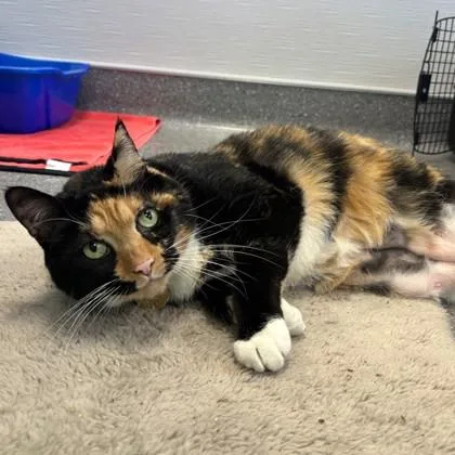 A senior medium-sized female Tortoiseshell Domestic Short Hair cat named Ivy for adoption in Lansing, MI