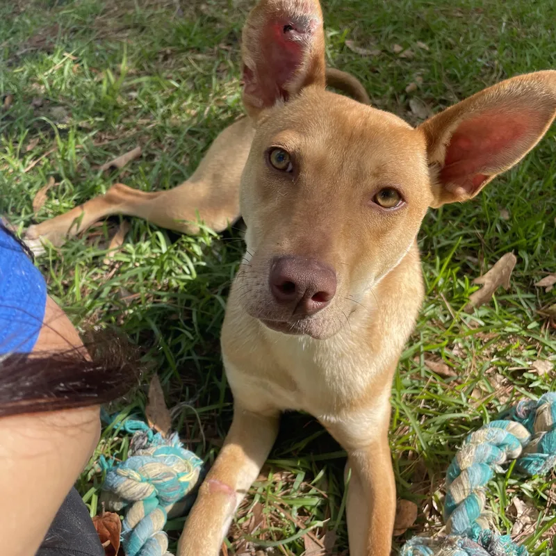 A young medium-sized male Apricot / Beige Terrier dog named Yoda for adoption in Ruston, LA