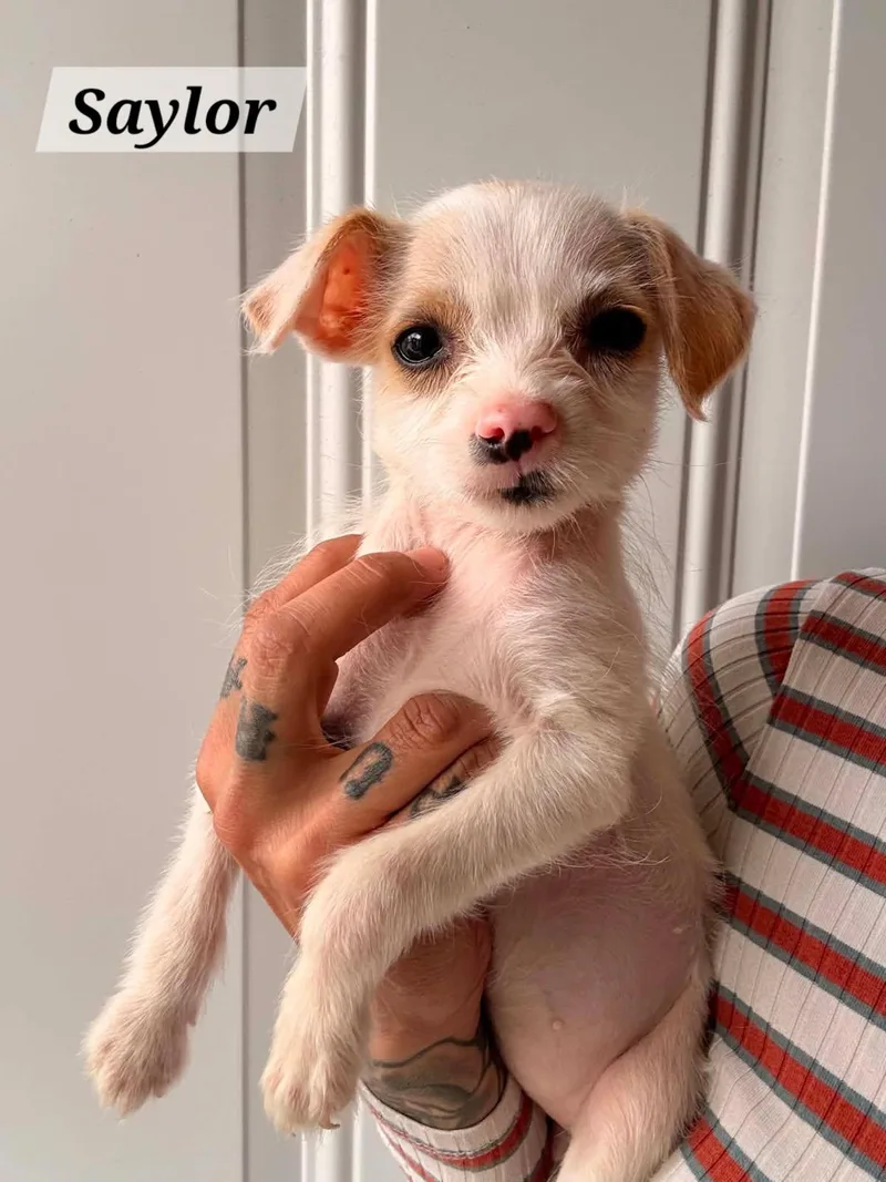 A baby small-sized female Red / Chestnut / Orange Jack Russell Terrier dog named Saylor for adoption in Lafayette, CA