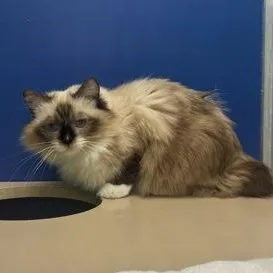 An adult medium-sized female Ragdoll cat named Hayley for adoption in Philadelphia, PA