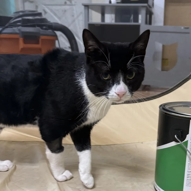 An adult medium-sized male Black & White / Tuxedo Domestic Short Hair cat named Sushi for adoption in Galloway, NJ