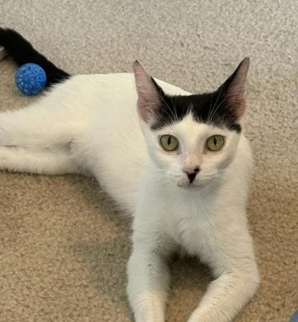 An adult medium-sized female Domestic Short Hair cat named Samantha for adoption in San Antonio, TX
