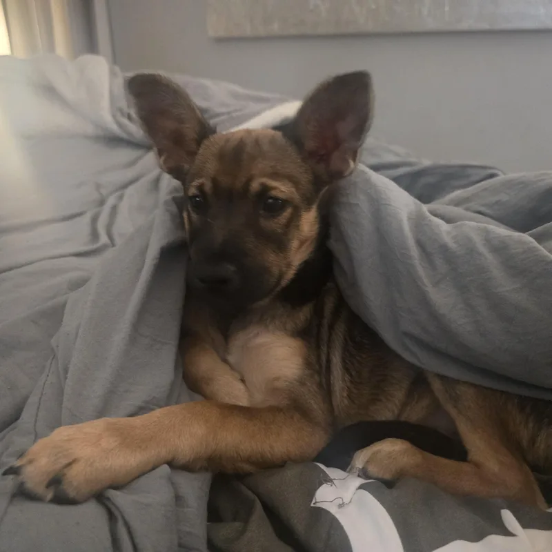 A baby medium-sized female Yellow / Tan / Blond / Fawn Shepherd dog named Stormie for adoption in Baldwin, MD