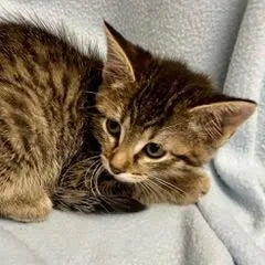 A baby medium-sized female Tabby (Gray / Blue / Silver) Tabby cat named Lucky for adoption in Green Valley, AZ
