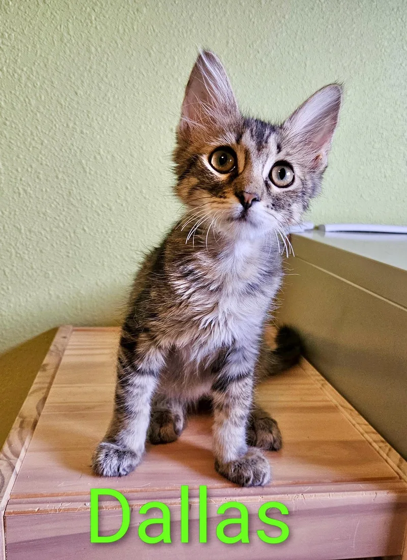 A baby small-sized male Tabby (Brown / Chocolate) Domestic Medium Hair cat named Dallas North Conroe for adoption in Spring, TX