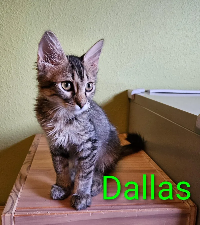 Dallas  North Conroe thumbnail 2