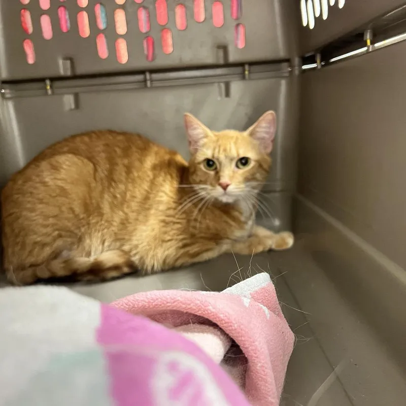 An adult medium-sized female Orange / Red Domestic Short Hair cat named Swann for adoption in Chattanooga, TN