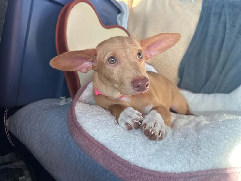A baby small-sized female Yellow / Tan / Blond / Fawn Chihuahua dog named Sassy for adoption in Marion, TX