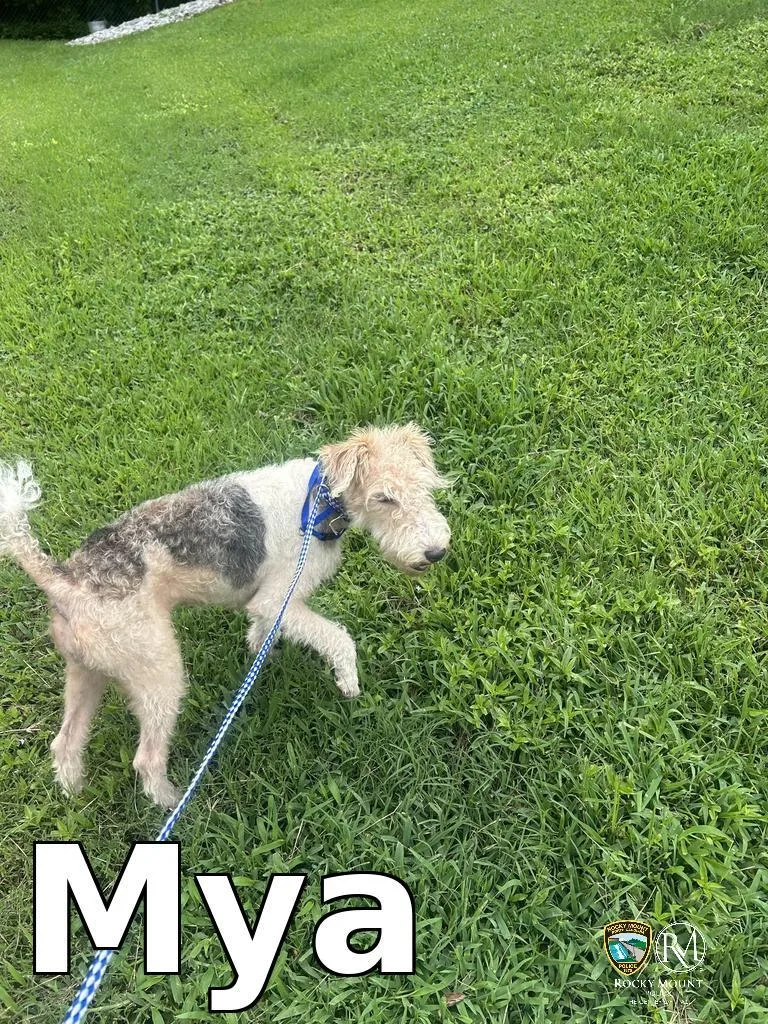 Mya