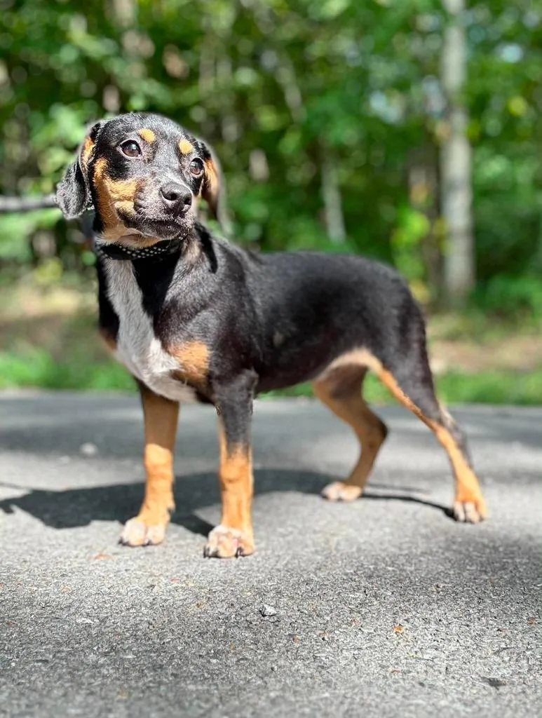 A baby small-sized female Terrier dog named China for adoption in Waverly, TN