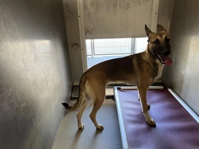 A young medium-sized female German Shepherd Dog dog named Zena for adoption in Lancaster, CA