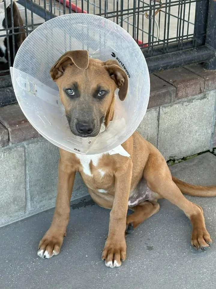 A baby medium-sized male Mixed Breed dog named Bullseye for adoption in Ocala, FL