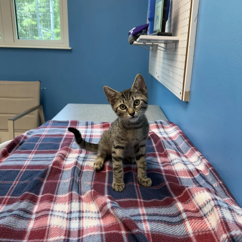 A baby small-sized male Gray / Blue / Silver Domestic Short Hair cat named Garnet for adoption in Mebane, NC