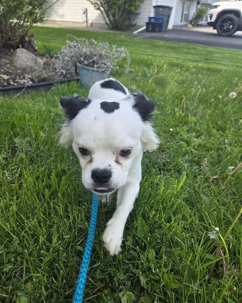 A baby small-sized male Black French Bulldog dog named Kyle for adoption in Clay, NY