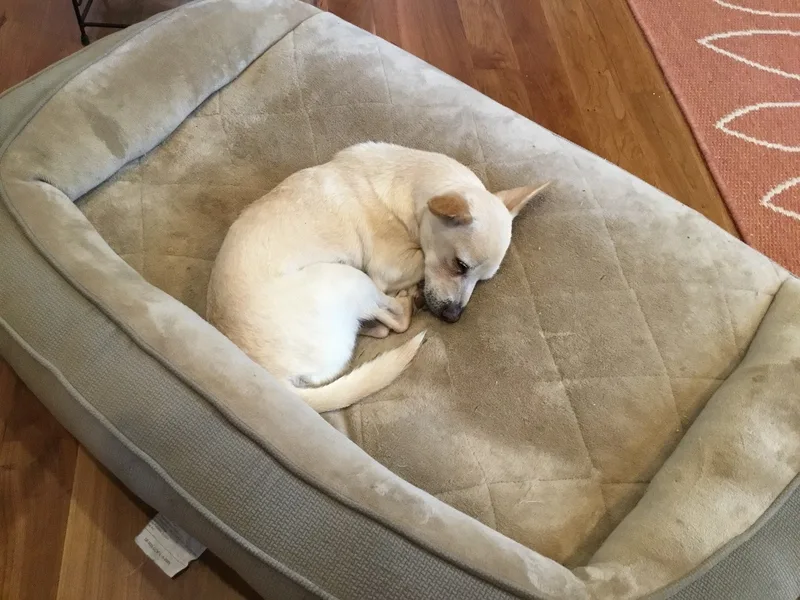 An adult small-sized male Chihuahua dog named Alfie for adoption in Barnegat, NJ