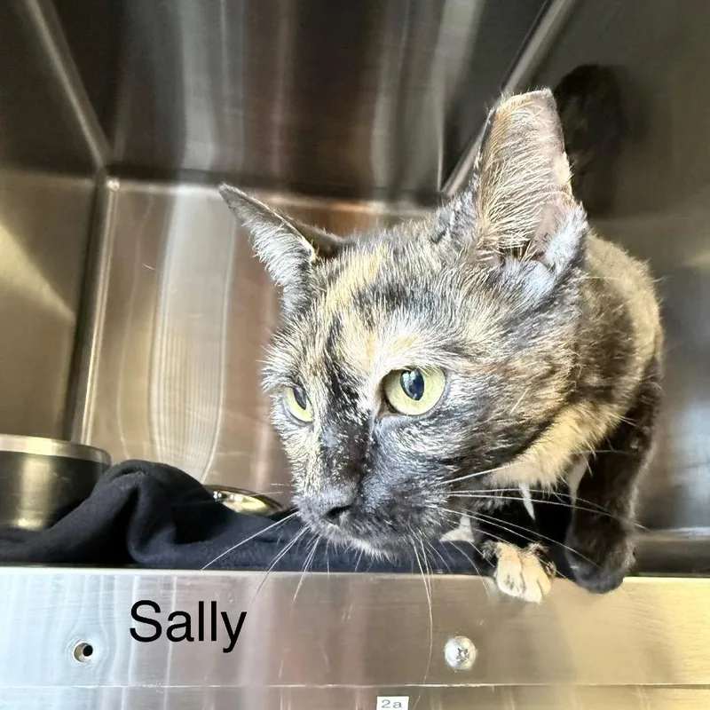 Sally