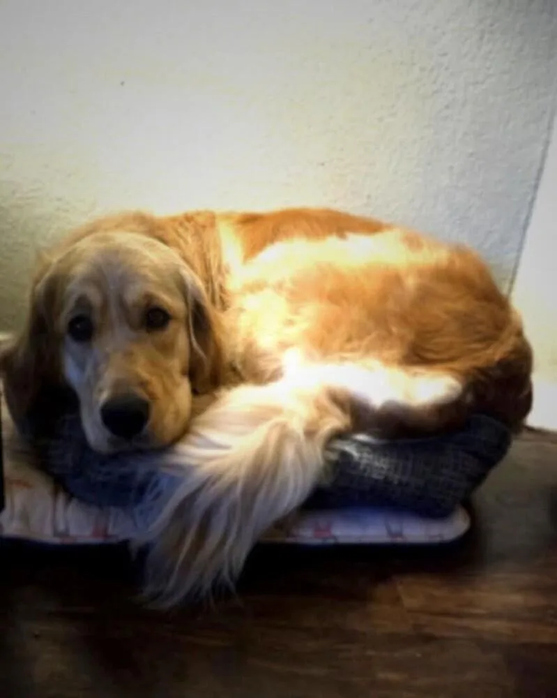 An adult large-sized female Yellow / Tan / Blond / Fawn Golden Retriever dog named Honey for adoption in Richardson, TX