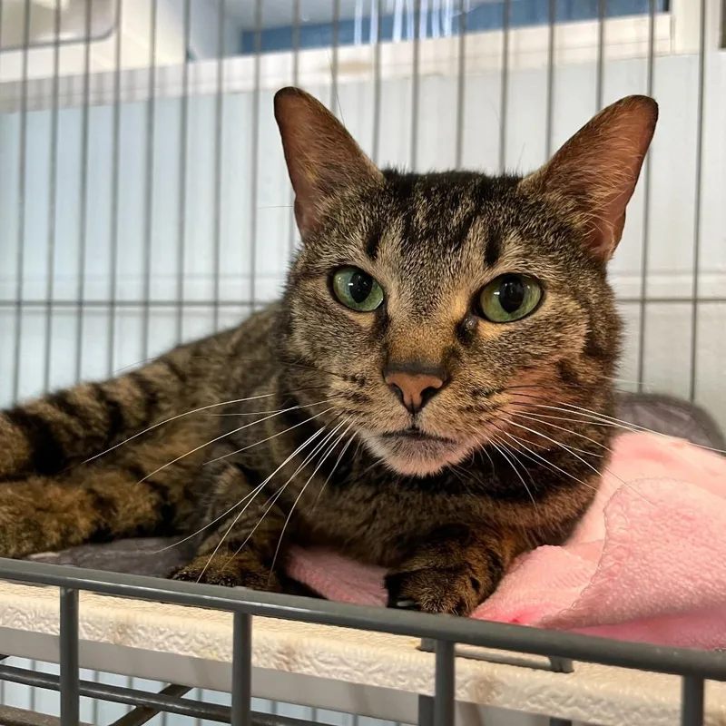A senior medium-sized female Black Domestic Short Hair cat named Emma for adoption in Carencro, LA