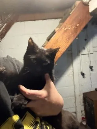 An adult small-sized male Domestic Short Hair cat named Baker for adoption in South Bend, IN