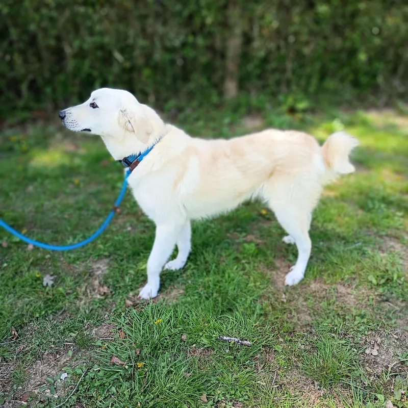 A young large-sized male White / Cream Great Pyrenees dog named Blue Boy for adoption in Maynardville, TN