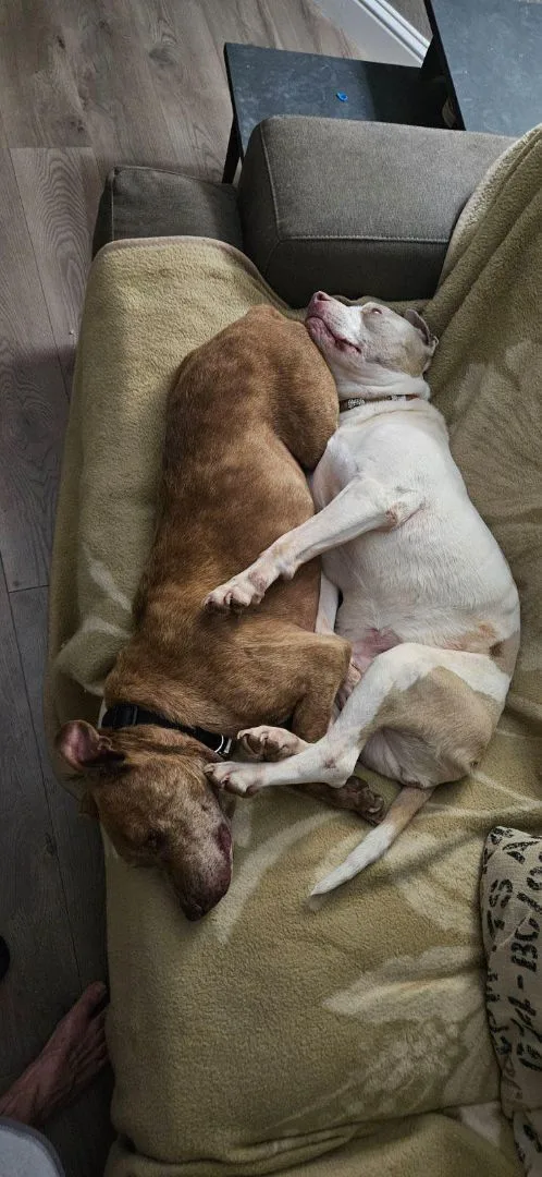 Gretchen thumbnail 4