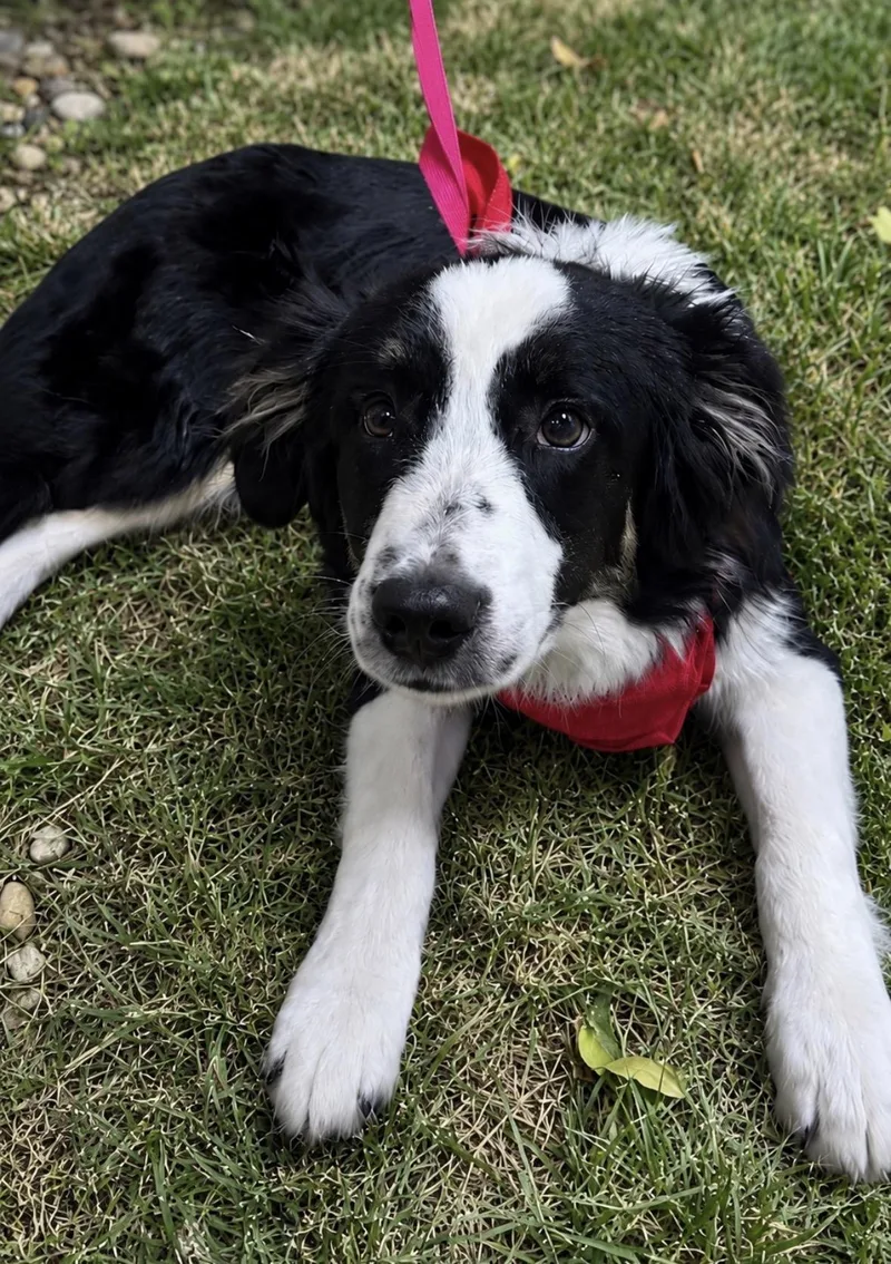 A young medium-sized male Mixed Breed dog named Benji for adoption in University Place, WA
