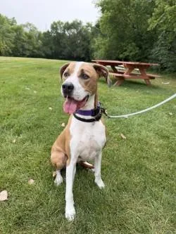 An adult large-sized female Pit Bull Terrier dog named Nala for adoption in Golden Valley, MN