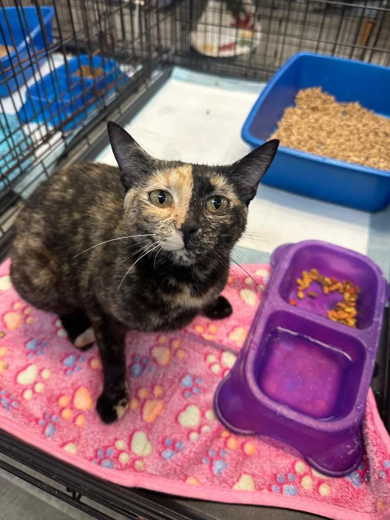 An adult medium-sized female Tortoiseshell American Shorthair cat named Two Face for adoption in Winnsboro, SC
