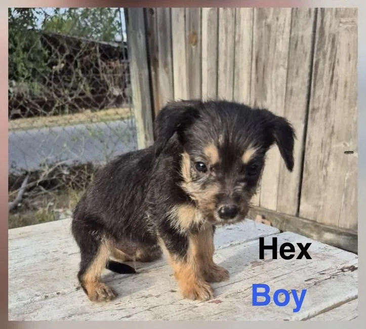 Hex thumbnail 2