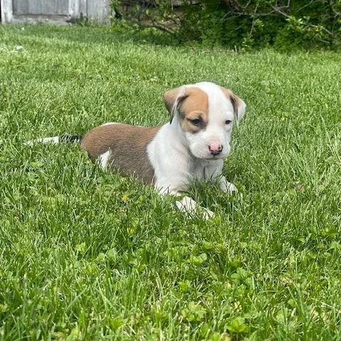 A baby small-sized male White / Cream Shepherd dog named Clay for adoption in Dayton, OH