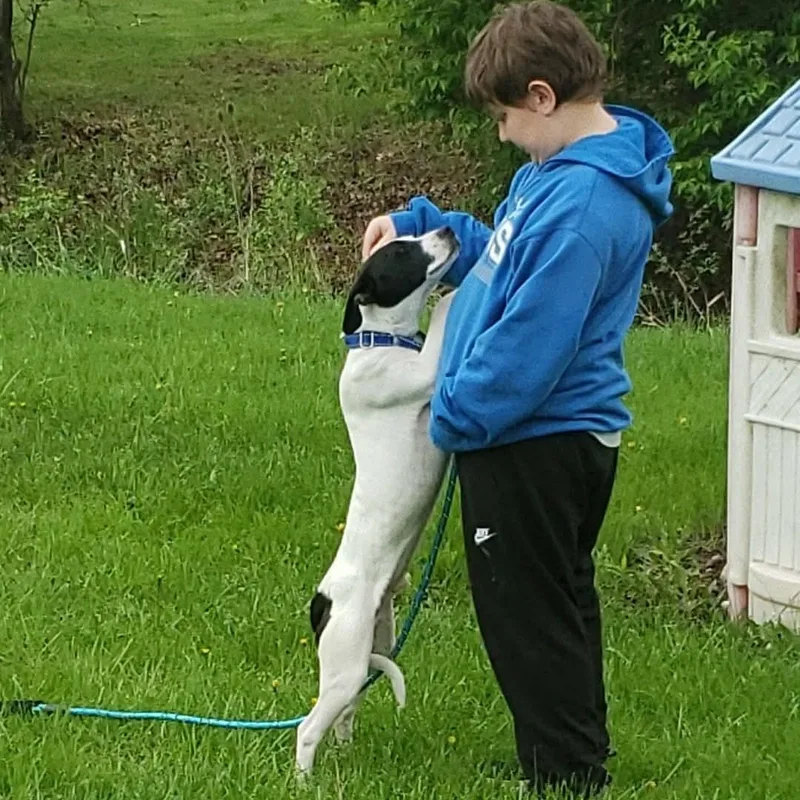 A baby medium-sized male Black Rat Terrier dog named Bandit for adoption in Westland, MI
