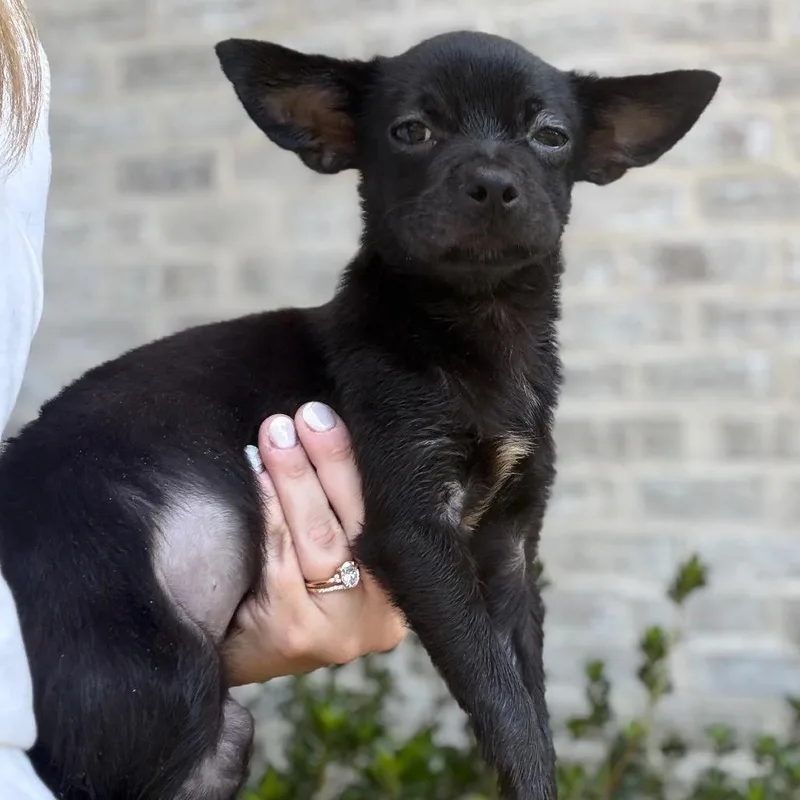 A baby small-sized female Black Chihuahua dog named Bianca for adoption in Baton Rouge, LA