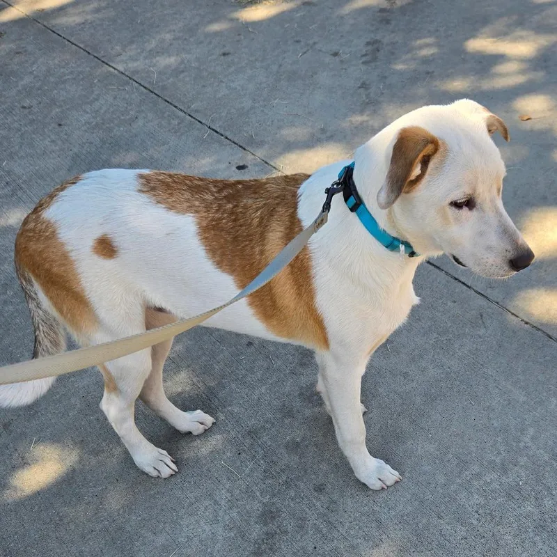 A young small-sized male White / Cream Labrador Retriever dog named Whopper for adoption in Houston, TX