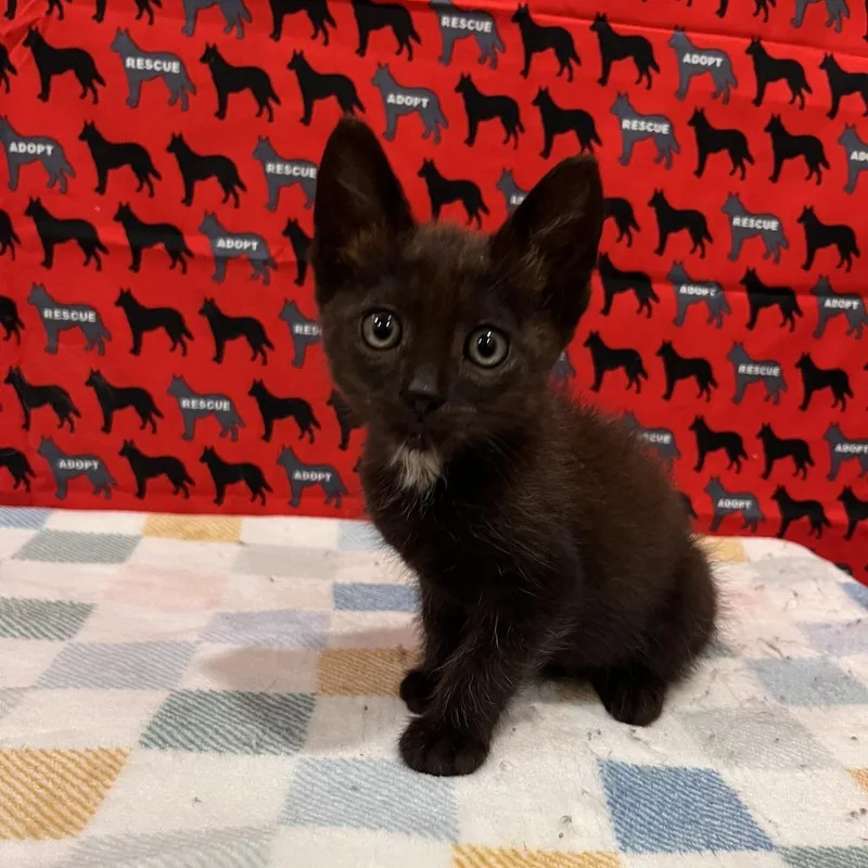 A baby small-sized male Black Domestic Short Hair cat named Orlando for adoption in Washburn, MO