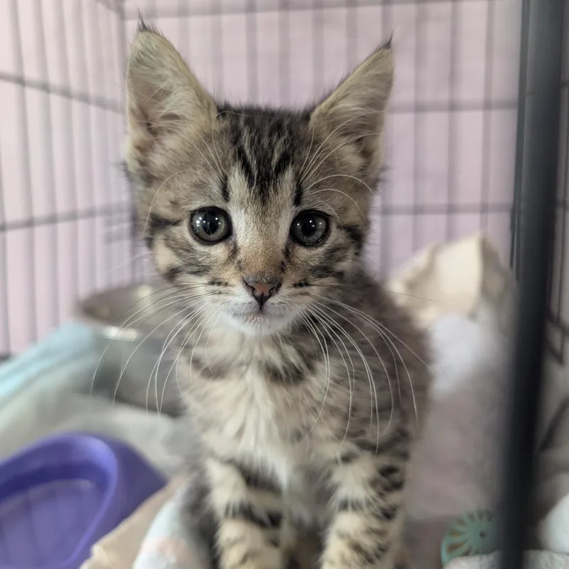 A baby small-sized female Gray / Blue / Silver Domestic Short Hair cat named Jax for adoption in West Plains, MO