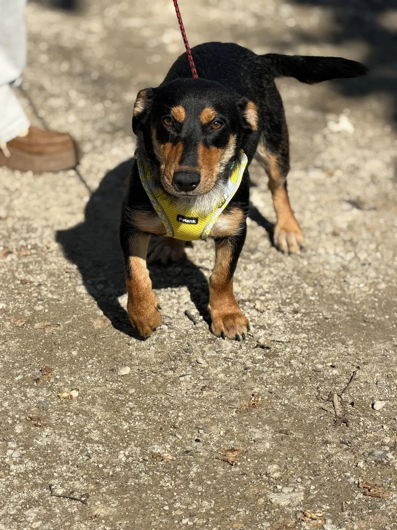 A young medium-sized female Dachshund dog named Hannah for adoption in Ashville, OH