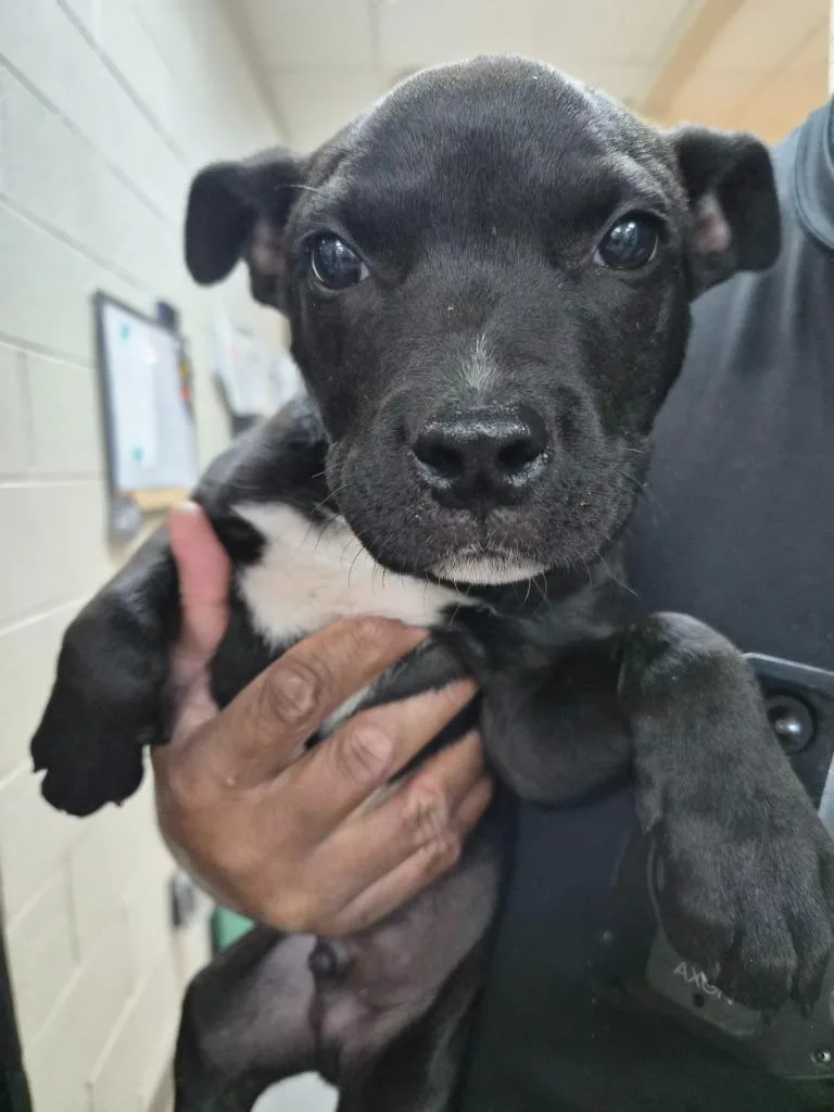 A baby medium-sized male Mixed Breed dog named Beluga for adoption in Rome, GA
